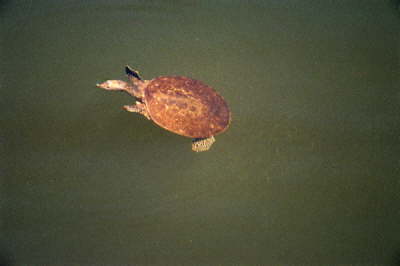 Softshell female, 2003