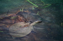 Softshell male, 2003