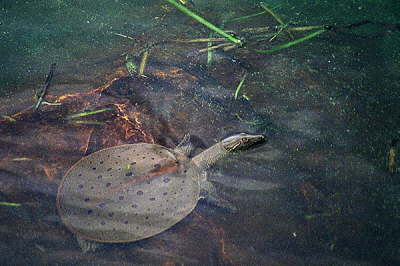 Softshell male, 2003