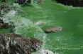 Sea of Green