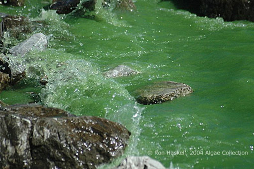 Sea of Green