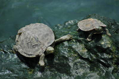 Small Map Pair