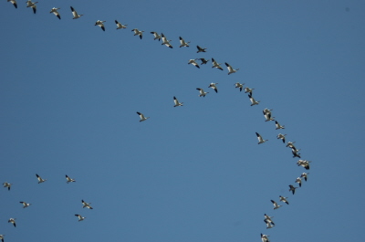 Birds