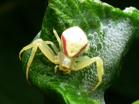 White Spider
